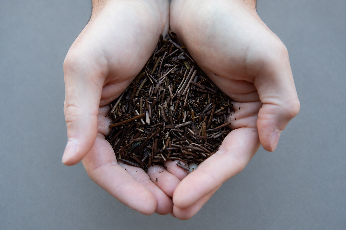Sand-roasted hojicha stems held in hands
